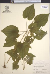 Dioscorea villosa image