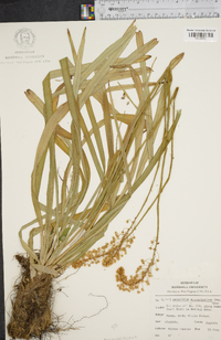 Amianthium muscitoxicum image