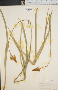 Amianthium muscitoxicum image