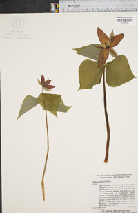 Trillium erectum image