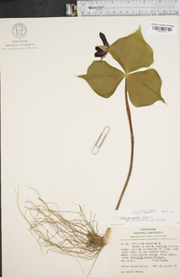 Trillium erectum image