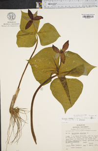 Trillium erectum image
