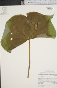 Trillium erectum image