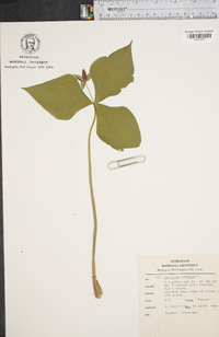 Trillium erectum image