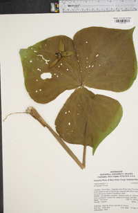 Trillium erectum image