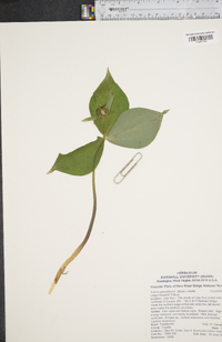 Trillium erectum image