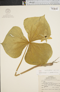 Trillium erectum image