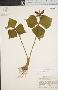 Trillium erectum image