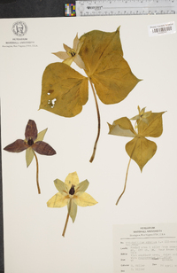 Trillium erectum image