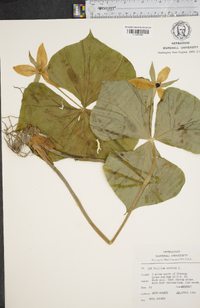 Trillium erectum image