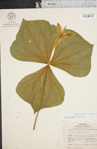 Trillium flexipes image