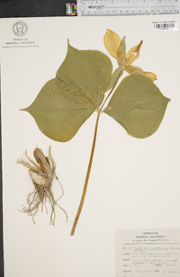 Trillium grandiflorum image