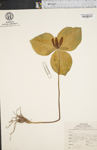 Trillium sessile image