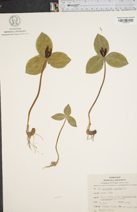 Trillium sessile image