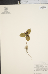 Trillium sessile image