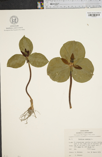 Trillium sessile image