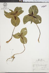 Trillium sessile image