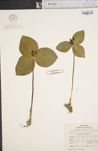 Trillium sessile image