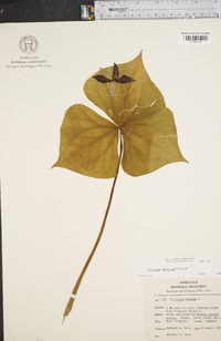 Trillium sulcatum image