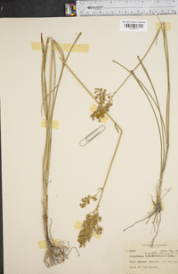 Stenanthium tennesseense image