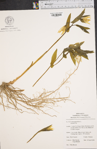 Uvularia grandiflora image