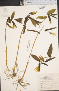 Uvularia grandiflora image