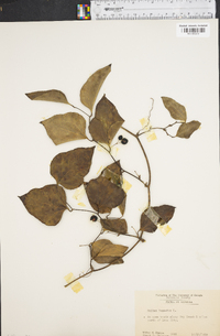 Smilax bona-nox image