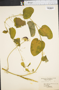 Smilax herbacea image