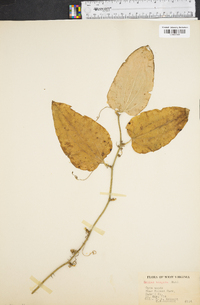 Smilax tamnoides image