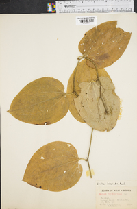 Smilax tamnoides image