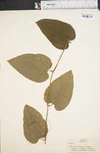 Smilax tamnoides image