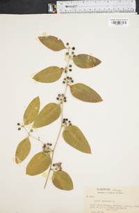 Smilax lanceolata image