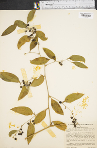 Smilax lanceolata image