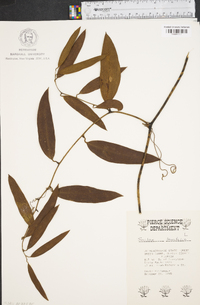 Smilax laurifolia image