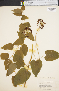 Smilax herbacea image