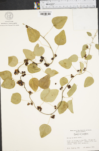 Smilax walteri image