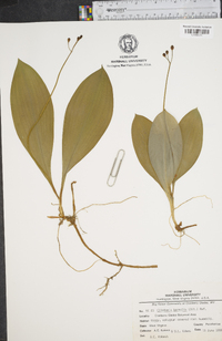 Clintonia borealis image