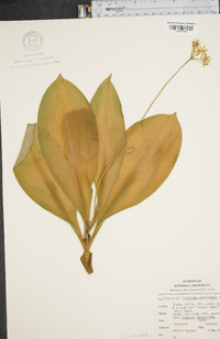 Clintonia umbellulata image