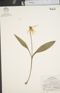 Erythronium albidum image