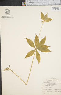 Medeola virginiana image