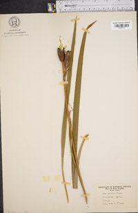 Iris japonica image