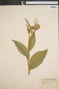 Cypripedium parviflorum var. pubescens image