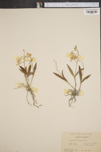 Epidendrum conopseum image