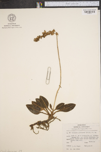 Goodyera pubescens image