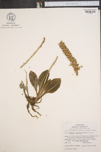 Goodyera pubescens image