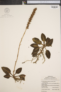 Goodyera pubescens image