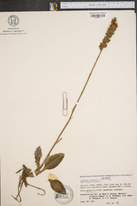 Goodyera pubescens image