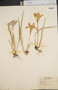 Iris verna image