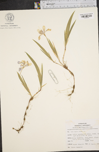 Iris verna image