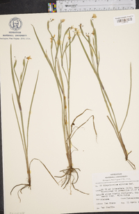 Sisyrinchium langloisii image